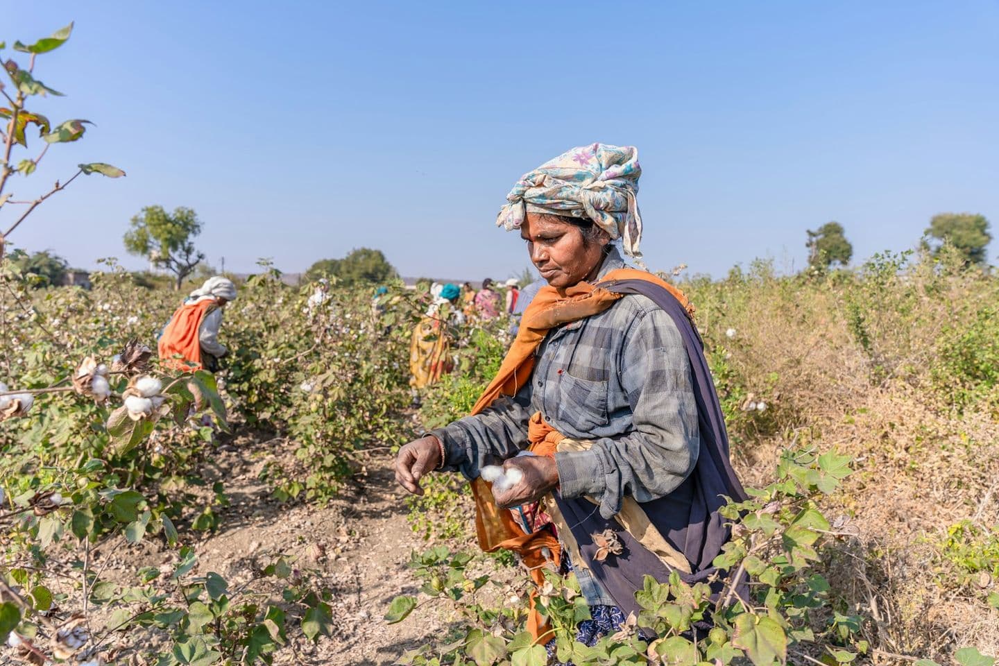 A farmer harvesting cotton, looking left towards her hands, with other workers in the field.